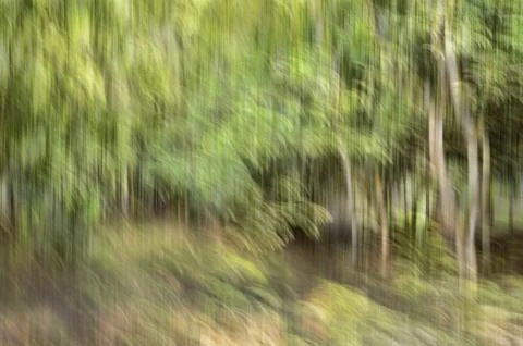 Abstract motion blur, trees trunk &amp; leave, yellow green background Stock Photos