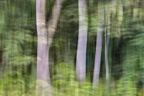 Abstract motion blur, trees trunk &amp; leave, yellow green background Stock Photos
