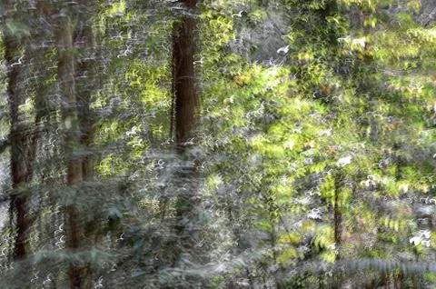 Abstract motion blur, trees trunk &amp; leave, yellow green background Stock Photos