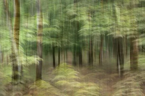 Abstract motion blur, trees trunk &amp; leave, yellow green background Stock Photos