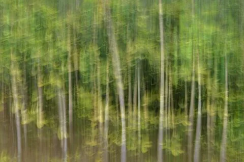 Abstract motion blur, trees trunk &amp; leave, yellow green background Stock Photos