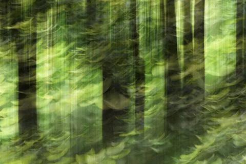 Abstract motion blur, trees trunk &amp; leave, yellow green background Stock Photos
