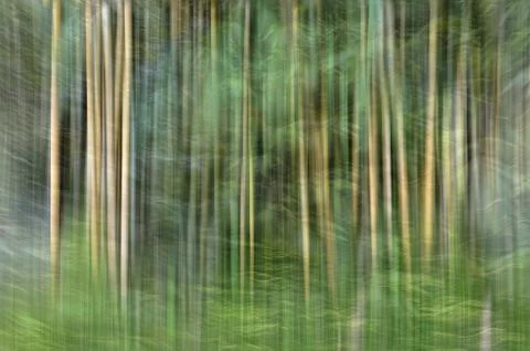 Abstract motion blur, trees trunk &amp; leave, yellow green background Stock Photos