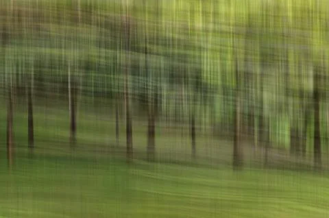 Abstract motion blur, trees trunk &amp; leave, yellow green background Stock Photos