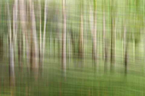 Abstract motion blur, trees trunk &amp; leave, yellow green background Stock Photos