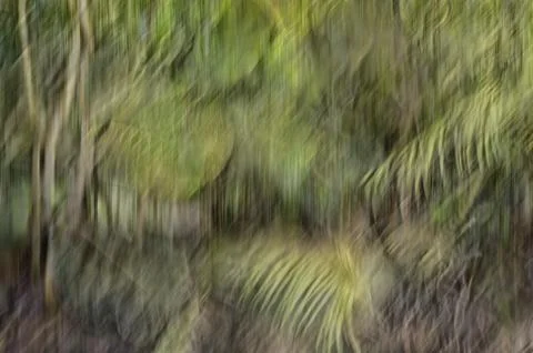 Abstract motion blur, trees trunk &amp; leave, yellow green background Stock Photos