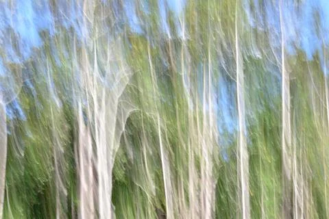Abstract motion blur, trees trunk &amp; leave, yellow green background Stock Photos