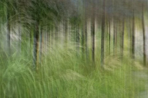Abstract motion blur, trees trunk &amp; leave, yellow green background Stock Photos