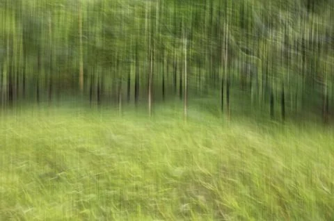 Abstract motion blur, trees trunk &amp; leave, yellow green background Stock Photos