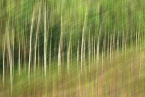 Abstract motion blur, trees trunk &amp; leave, yellow green background Stock Photos