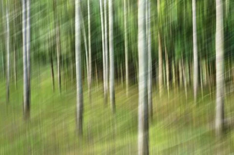 Abstract motion blur, trees trunk &amp; leave, yellow green background Stock Photos