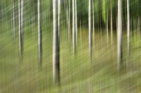 Abstract motion blur, trees trunk &amp; leave, yellow green background Stock Photos