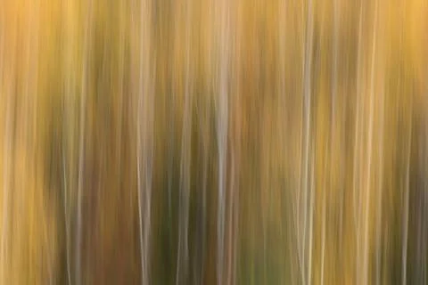 Abstract motion blur yellow background of birch trees in an autumn forest Stock Illustration