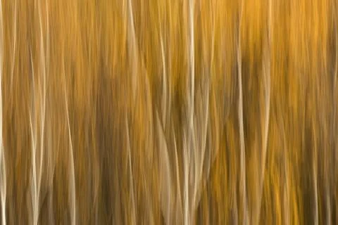 Abstract motion blur yellow background of birch trees in an autumn forest Stock Illustration