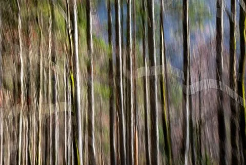 Abstract motion blurred trees creating dynamic vertical lines in nature Stock Photos