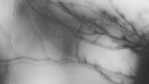 Abstract Movement. Shadow of Dried Tree Reflecting on White Curtain Stock Footage