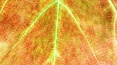 Abstract moving leaf Video stock 151550884