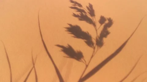 Abstract moving shadows on the wall. Stock-Footage 172064129