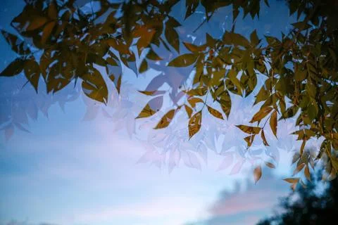 Abstract multiple exposure nature background with layered leaves Foto stock