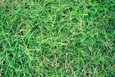 Abstract natural background. Collection with different colour tones of green Stock Photos