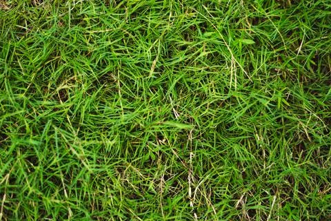 Abstract natural background. Collection with different colour tones of green Stock Photos