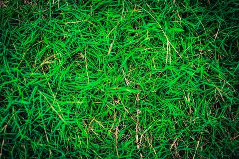 Abstract natural background. Collection with different colour tones of green Stock Photos
