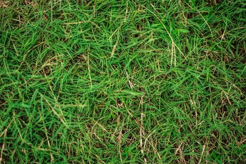 Abstract natural background. Collection with different colour tones of green Stock Photos
