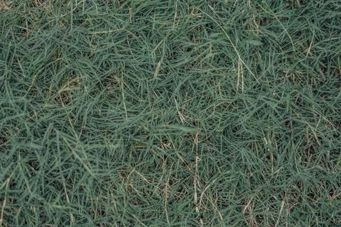 Abstract natural background. Collection with different colour tones of green Stock Photos