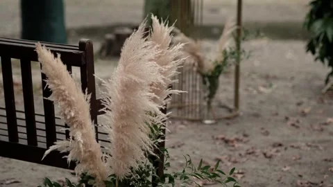 Abstract natural background of Cortaderia selloana soft plant. Stock Footage 257120053