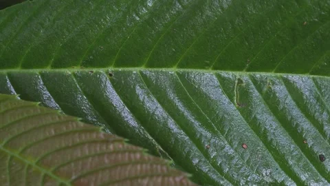 Abstract Natural Background of Damaged Tropical Leaf Surface 库存影片 334904420