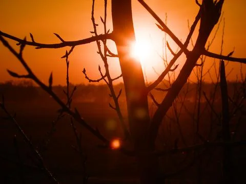 Abstract natural background is not sharp. Branches of  tree Stock Photos