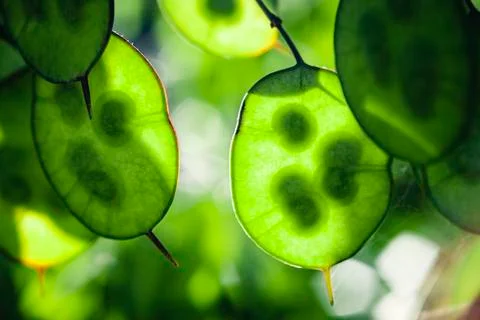 Abstract natural background Stock Photos