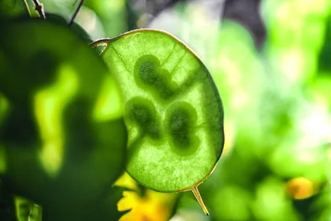 Abstract natural background Stock Photos