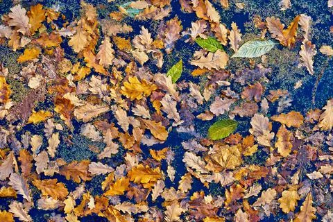 Abstract natural background Stock Photos