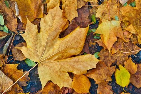 Abstract natural background Foto stock