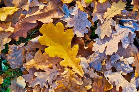 Abstract natural background Stock Photos