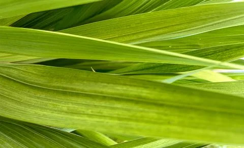 Abstract Natural Background Stock Photos