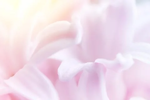 Abstract natural background. Soft focus. Close-up of hyacinth flowers. Stock Photos