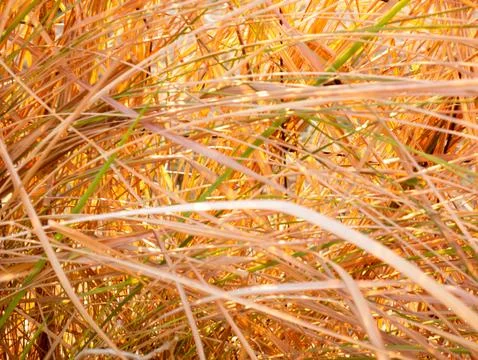 Abstract natural background texture of dried golden brown and green grass b.. Stock Photos