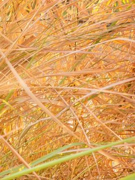 Abstract natural background texture of dried golden brown and green grass b.. Stock Photos