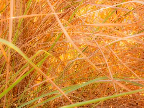 Abstract natural background texture of dried golden brown and green grass b.. Stock Photos