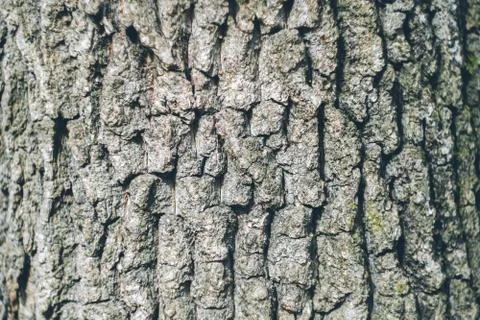 Abstract natural background with tree bark texture. Copyspace. Stock Photos