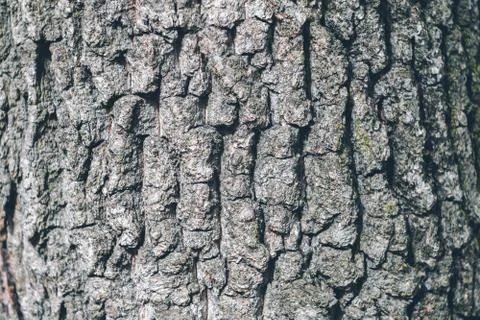 Abstract natural background with tree bark texture. Copyspace. Stock Photos