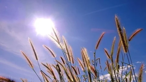 Abstract natural backgrounds Stock Footage 74685618