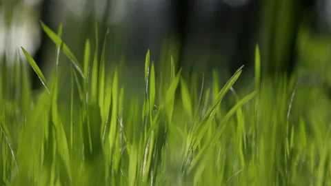 Abstract natural backgrounds Stock Footage 100530511