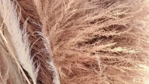 Abstract natural beige background. Decorative dry grass. Stock Footage 276531636
