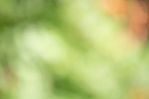 Abstract natural blurred background of light and dark green with red. Stock Photos