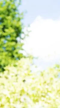 Abstract natural blurred background trees and sky Stock Photos