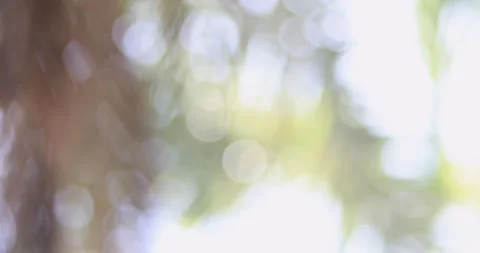 Abstract natural bokeh background with soft green defocused light Stock Footage 337958634