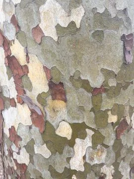 Abstract natural camouflage pattern on tree bark Stock Photos